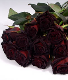 blackrose-pic