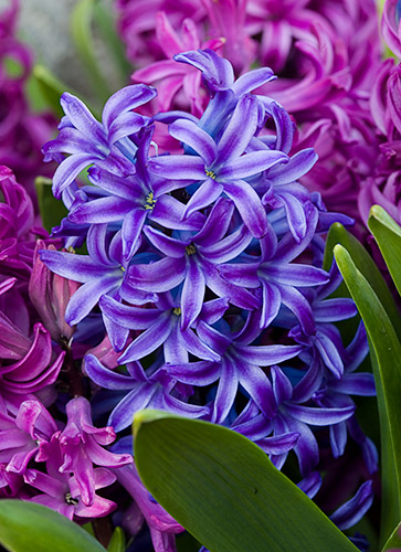 hyacinth+pic1+bmp