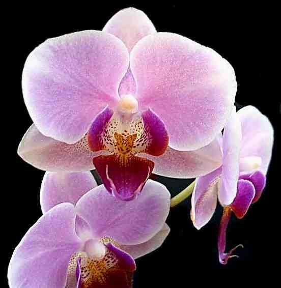 http://pcflorist.com/wp-content/uploads/2008/12/orchid-pic.jpg