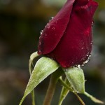 rosebud